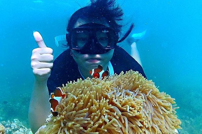 Bintan Snorkeling Tour - Water clarity and what you may see