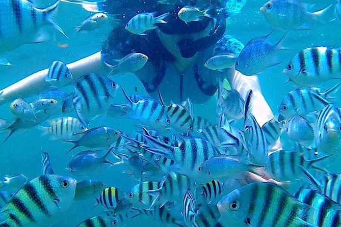 Bintan Snorkeling Tour - Is $52.39 good value?