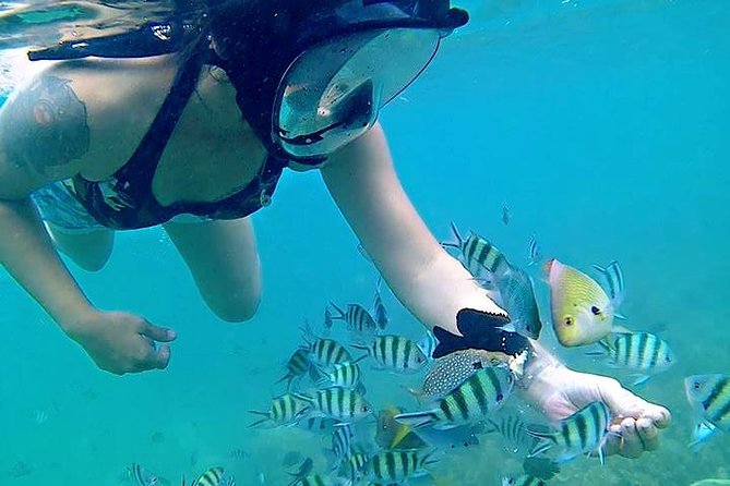 Bintan Snorkeling Tour - Water clarity and marine life