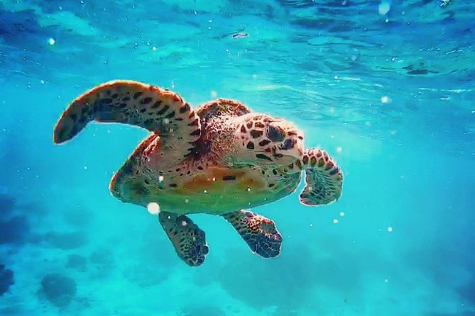 Blue Lagoon Bali Snorkeling Experience - Tanjung Jepun, often the calmer first look