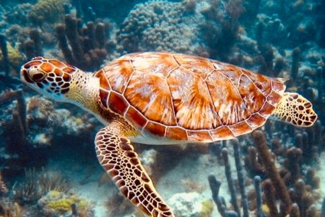 Blue Lagoon Snorkeling - Lunch - Kantolampo - Tibumana Waterfall - Pickup areas and private-tour advantages
