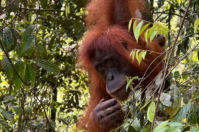 Bukit lawang 2 Day 1 Night with camping - Following orangutan trails from Bukit Lawang