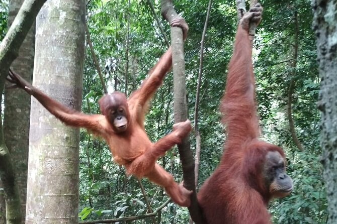 Bukit lawang 2 Day 1 Night with camping - Practical details before you leave Bukit Lawang