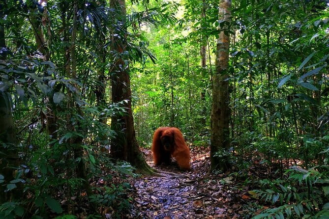Bukit Lawang Berastagi 4 Days 3 Nights Volcano & Jungle Trekking - Two North Sumatran worlds in four days