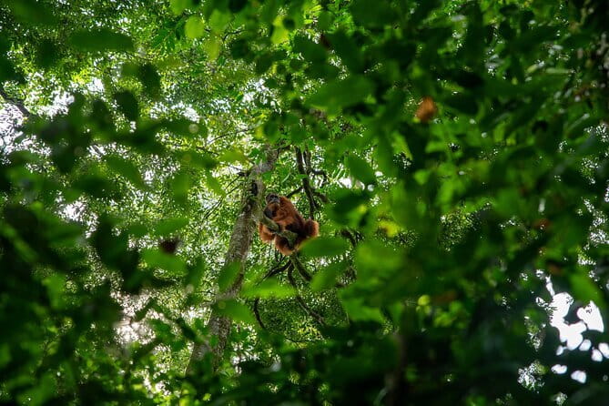 Bukit Lawang Berastagi 4 Days 3 Nights Volcano & Jungle Trekking - Day 4: Mount Sibayak before sunrise