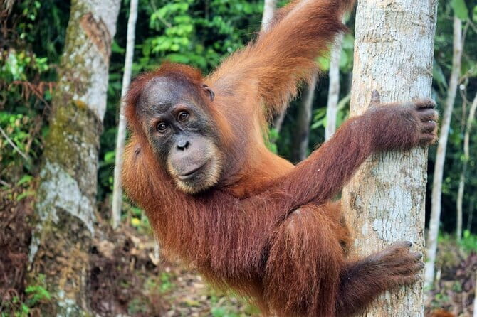 Bukit Lawang Berastagi 4 Days 3 Nights Volcano & Jungle Trekking - What is included, and what you still need to plan