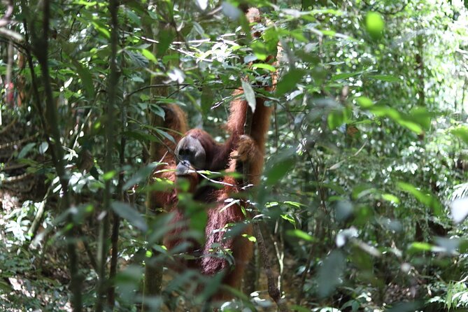 Bukit Lawang Full Day Jungle Trek - Starting at 9:00 am in Bukit Lawang