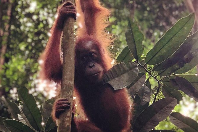 Bukit Lawang Full Day Jungle Trek - The first hour: settling into rainforest walking