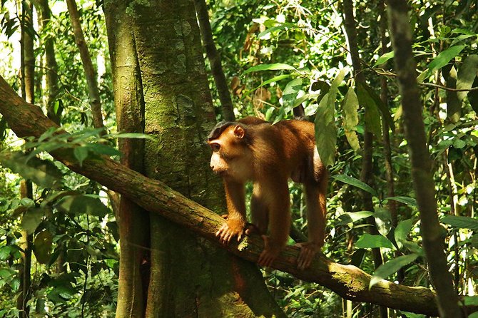 Bukit Lawang Full Day Jungle Trek - Guides who make the rough trail easier