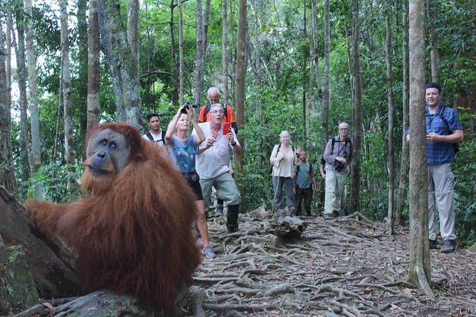 Bukit Lawang Full Day Jungle Trek - Pack for heat, rain, and insects