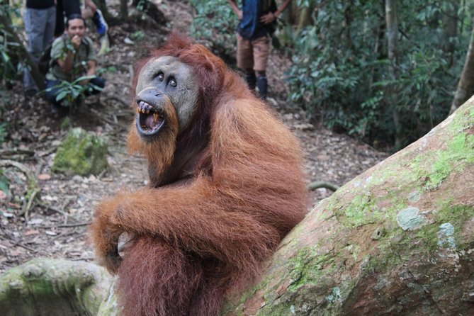 Bukit Lawang Full Day Jungle Trek - Who should book this Bukit Lawang trek?