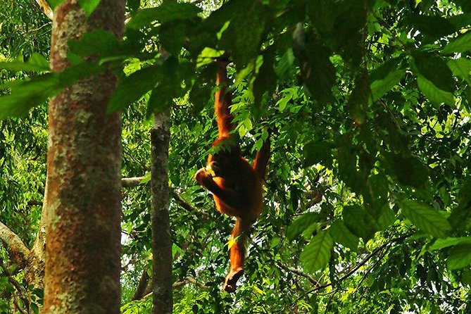 Bukit Lawang Full Day Jungle Trek - Looking for orangutans and other forest life