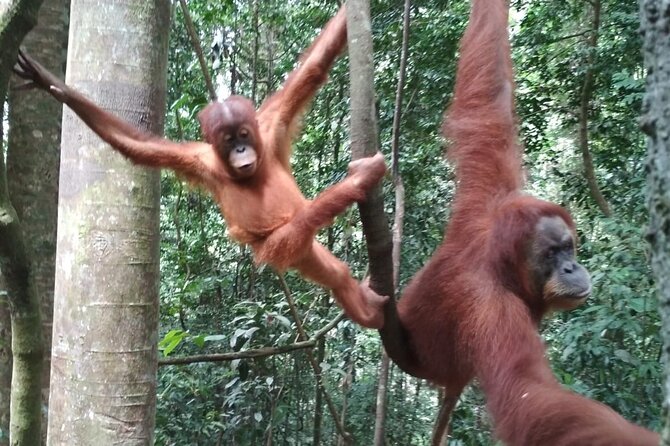 Bukit lawang tour 3days-2 night jungle trekking including rafting - Day one: five to six hours under the canopy
