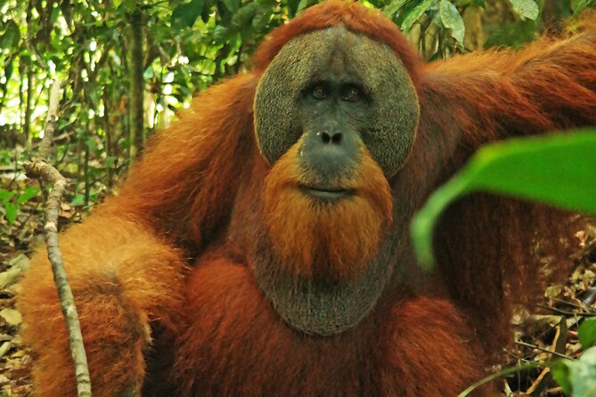 Bukit lawang tour 3days-2 night jungle trekking including rafting - Day three: a shorter jungle choice and a river return