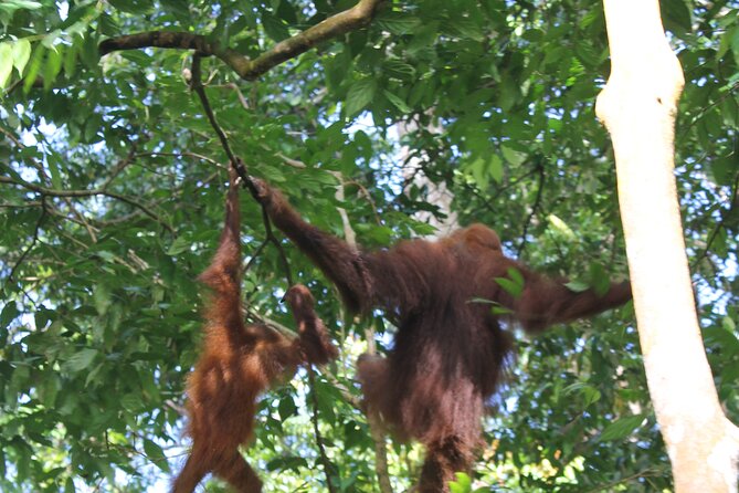 Bukit lawang tour 3days-2 night jungle trekking including rafting - What the $193.50 price is buying