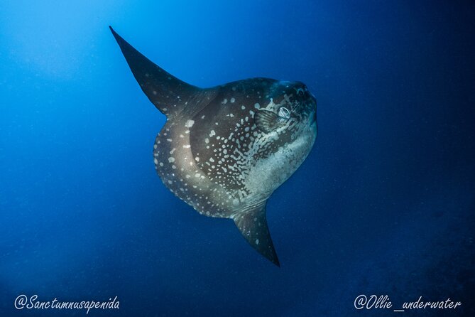 Certified Scuba Dive with Manta Rays (Open Water Diver minimum) - Manta Point makes this a manta-first outing