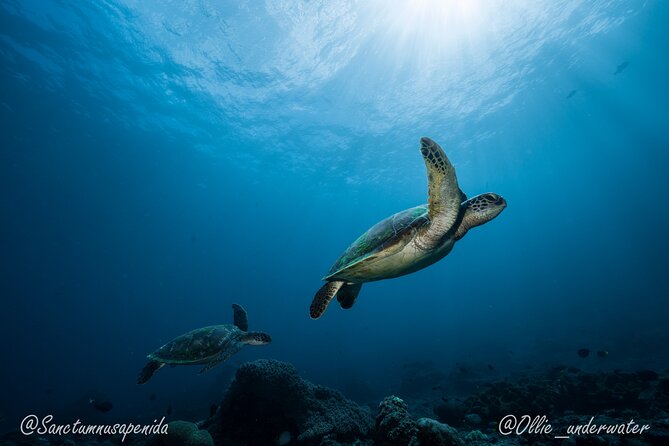 Certified Scuba Dive with Manta Rays (Open Water Diver minimum) - What happens from 8:30 a.m. to 2 p.m.