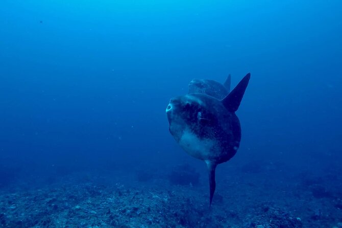 Certified Scuba Dive with Manta Rays (Open Water Diver minimum) - A calm, closely supervised format