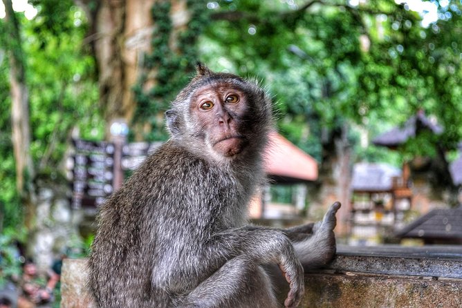 Cretya Ubud and Monkey Forest Sanctuary Tours - Three hours above the rice fields at Cretya
