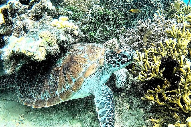 Day Trip Secret Island West Of Lombok - Why the coral matters more than the beach scenery