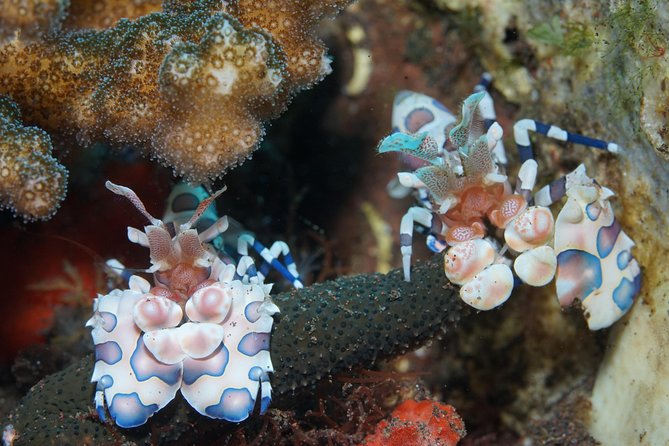 Day Trip Snorkeling in Tulamben - Explore Liberty Wreck (pick up in South Bali) - Five Details That Shape the Day