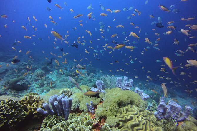Day Trip snorkeling Nusa Penida - Manta 3 sites (from south bali) - The 6:45 a.m. pickup from South Bali