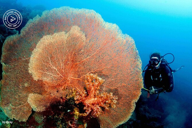 Discover Scuba Diving in Pemuteran at the Biorock site,1 shore dive all included - Practical details that affect your morning