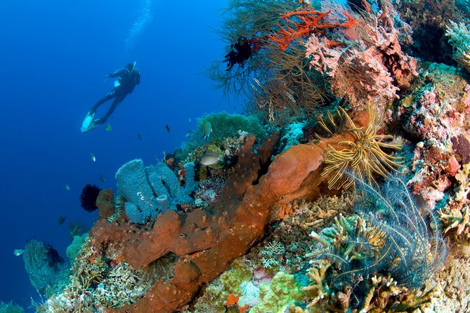 Discover Scuba Diving in Pemuteran at the Biorock site,1 shore dive all included - What the Biorock shore session feels like