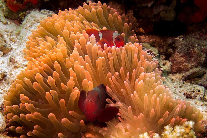Discover Scuba Diving in Pemuteran - Diving Initiation in Bali (Menjangan Park) - Why Menjangan Island works for a first underwater session