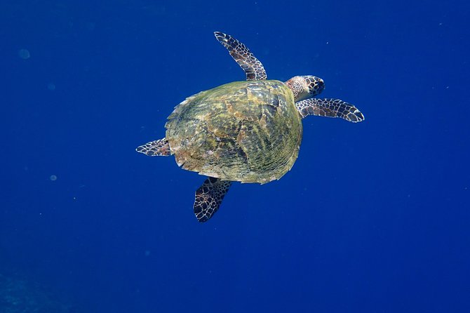 Discover Scuba Diving in Pemuteran - Diving Initiation in Bali (Menjangan Park) - Lunch, rest, and the second session