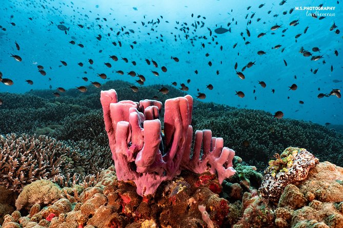 Discover Scuba Diving in Pemuteran - Diving Initiation in Bali (Menjangan Park) - What the $110.05 price really covers