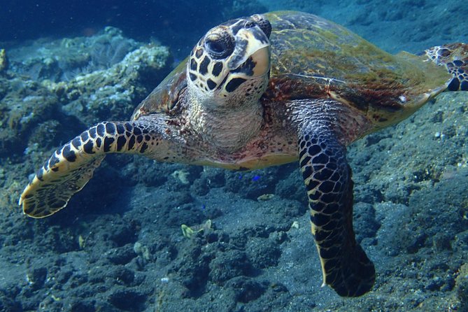 Discover Scuba Diving in Pemuteran - Diving Initiation in Bali (Menjangan Park) - The group size and level of personal attention