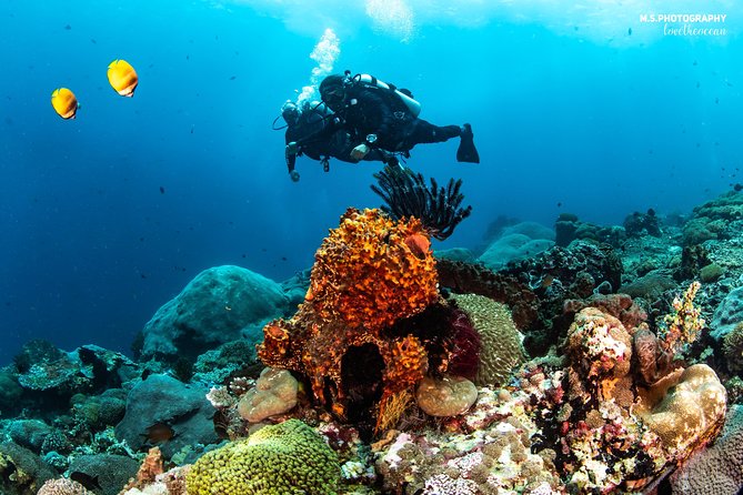 Discover Scuba Diving in Pemuteran - Diving Initiation in Bali (Menjangan Park) - Who will get the most from this experience