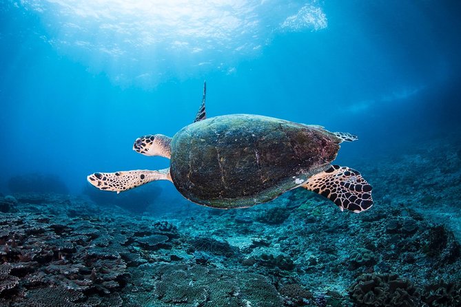 Discover Scuba Diving in Pemuteran - Diving Initiation in Bali (Menjangan Park) - The morning at Pemuteran and Pantai Pemuteran