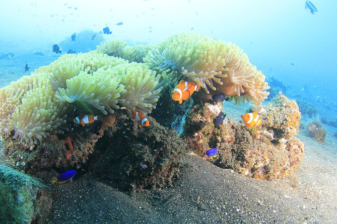 Discover Scuba Diving Tulamben Bali For Non-Certified Divers - From Kuta pickup to the Sanur dive center
