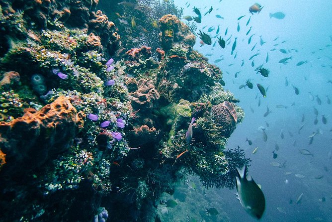 Dive at Tulamben Bali USS Liberty Ship Wreck - Is $110 good value?
