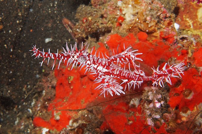 Diving at Tulamben Liberty Shipwreck 2 dives for certified divers - A guide ratio that helps newer certified divers