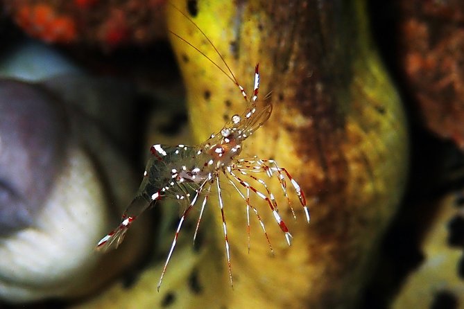 Diving at Tulamben Liberty Shipwreck 2 dives for certified divers - Two underwater sessions, with time for wreck and macro subjects