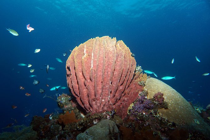 Diving at Tulamben Liberty Shipwreck 2 dives for certified divers - Is $143 a fair price from Kuta?