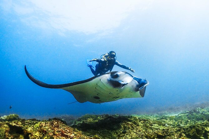 Diving in Nusa Penida - A first scuba experience built around manta rays