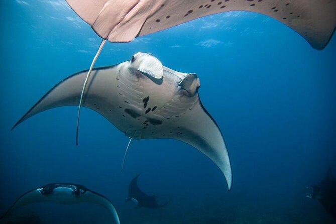 Diving with Manta Ray at Nusa Penida - Why Manta Point is worth the trip