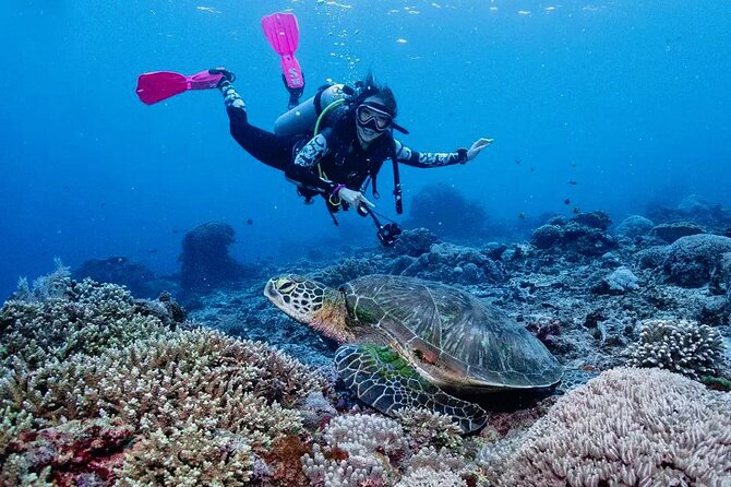 Diving with Manta Ray at Nusa Penida - The manta encounter, with realistic expectations