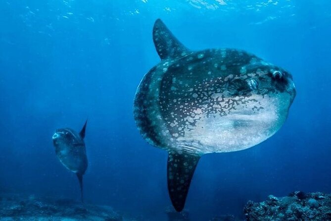 Diving with Manta Ray at Nusa Penida - Crowds, comfort, and the pace of the day