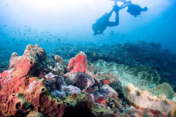Diving with Manta Ray at Nusa Penida - How the four-hour outing works