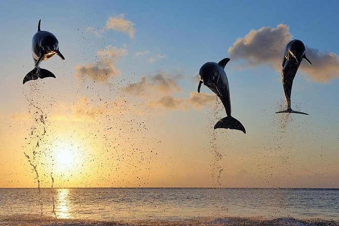 Dolphin Tour and Sunrise Watching in Lovina Beach - All Inclusive - Optional waterfalls and temple visits