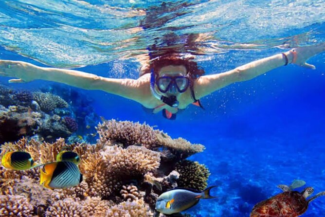 Dolphin Watching Tour, Swimming with Dolphins and Snorkeling - Leaving Ubud before dawn for Lovina Beach
