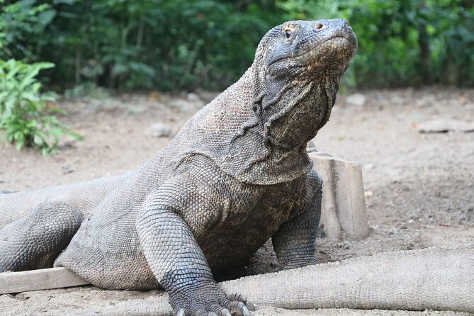 Early Bird Speedboat Group Tour : Explore Komodo Ahead of Crowds - Manta Point brings the day’s biggest wildlife gamble