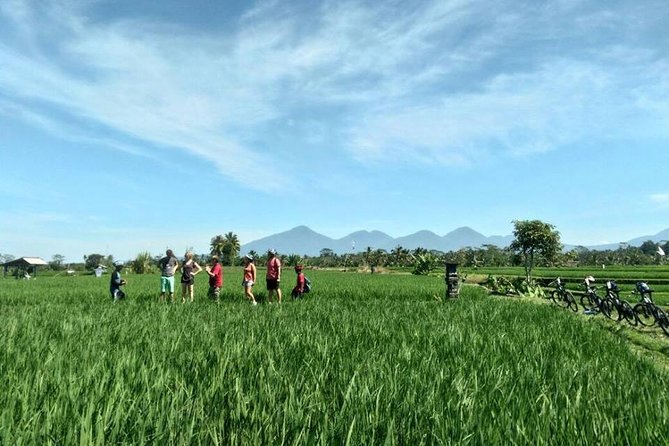 Electric Cycling Tour of Ubud with Free Hotel Transfer and Lunch - Tegalalang Rice Terrace and the best photo stop
