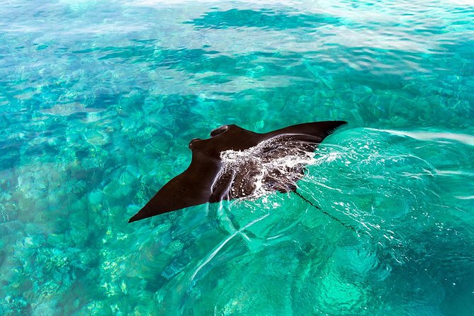Exclusive Early Bird Komodo Tour: Beat the Crowds by Speed Boat - Pink Beach: beautiful above and below water