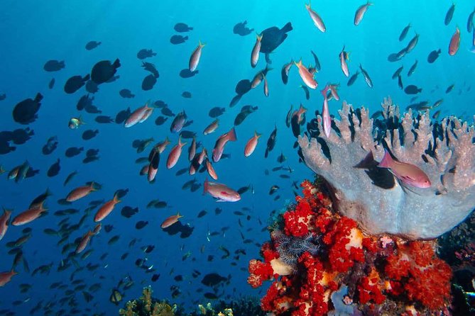 Exclusive Early Bird Komodo Tour: Beat the Crowds by Speed Boat - Taka Makassar: a sandbar in open water